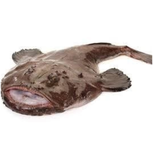 Fresh Monkfish Whole
