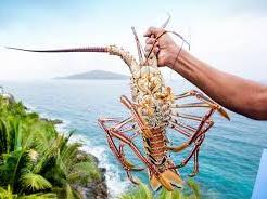 Fresh whole lobster caribbean