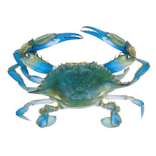 Blue Crab 3-5 Cleaned