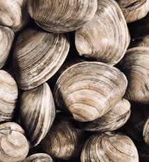 Fresh Clams Topneck 25ct