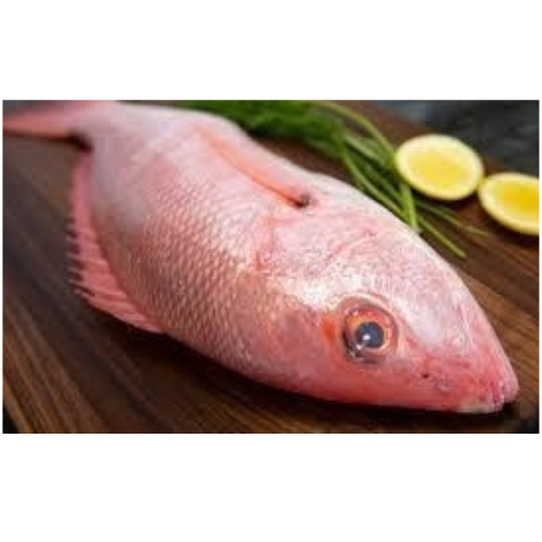 Fresh Snapper Whole 2-6