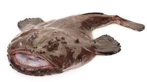Fresh whole monkfish