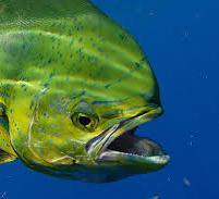 Fresh Mahi Whole Head & Guts