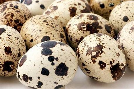 Quail Eggs Fresh 18